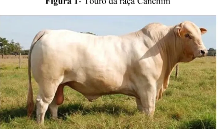 Figura 1- Touro da raça Canchim 