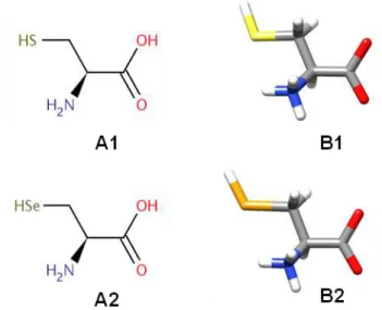 Figura  1  -  Representações  2D  e  3D  dos  aminoácidos  A1-B1)  L-cisteína  e  A2-B2)  L- L-selenocisteína