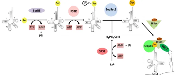 Figura 2 - Diagrama esquemático da via de síntese de selenocisteína em eucariotos. 