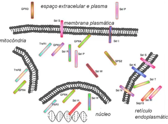 Figura 7 - Exemplos de selenoproteínas humanas e sua variada localização celular.  