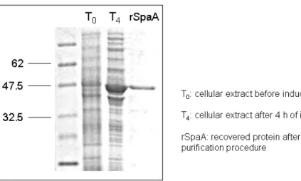 Figure 2 – SDS PAGE of samples before and after rSpaA purification  