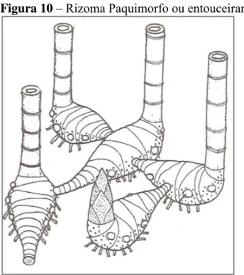 Figura 10 – Rizoma Paquimorfo ou entouceirante 