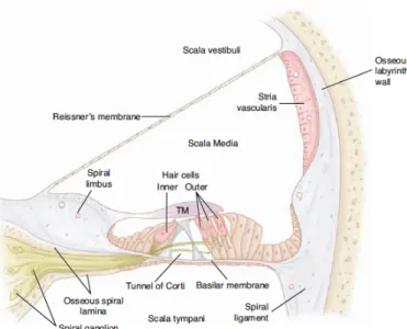 Figura 1. Anatomia da cóclea. (9)                    Figura 2. Anatomia do Órgão de Corti