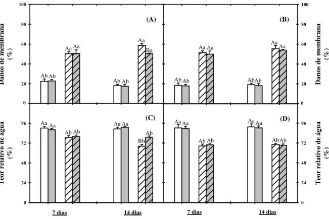Figura 3. Danos de membrana e teor relativo de água em folhas (A e C, respectivamente) e raízes (B e D, respectivamente)  de plantas de sorgo cultivadas em solução nutritiva na ausência ( ) ou na presença ( ) de NaCl a 75 mM e tratadas com  prolina  a  30 