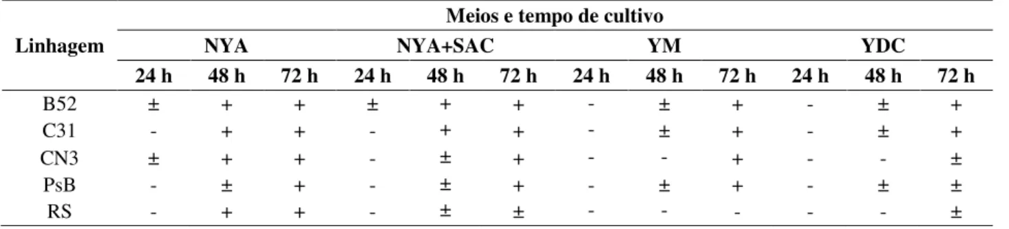 Tabela 3 – Avaliação do crescimento nos meios sólidos NYA, NYA+SAC, YM e YDC. 