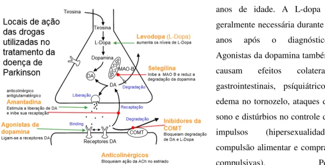 Figura 15: Processo de formação de atuação da dopamina.