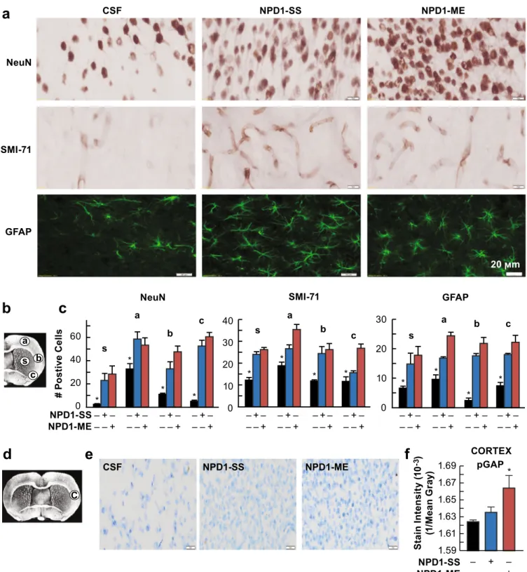 Fig. 8 NPD1 attenuates cellular damage and promotes axonal regeneration after ischemic stroke