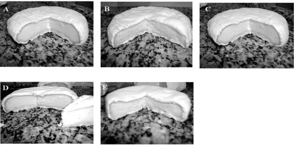 Figura 1  –  Aparência dos queijos tipo Camembert obtidos com diferentes concentrações de esporos no inóculo 