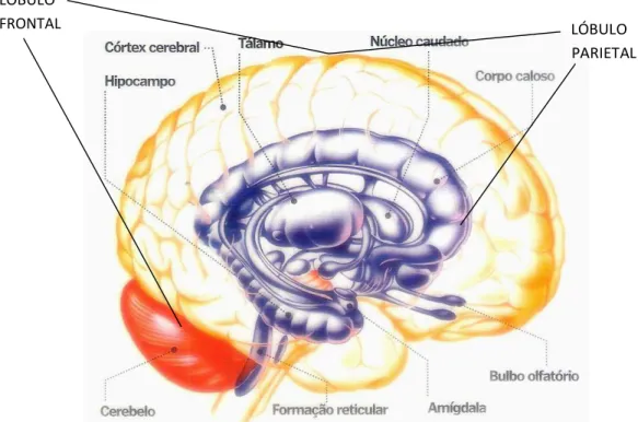 Figura 2  –  O cérebro humano no seu contexto inteligível 