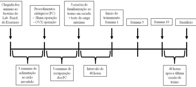 Figura 4- Linha do tempo para os procedimentos cirúrgicos e treinamento das ratas.  