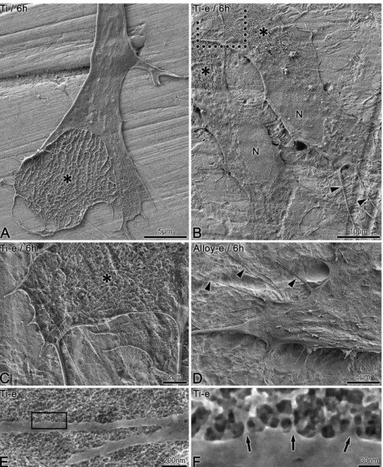 Figura  2.8:  Micrografias  por  MEV  de  células  em  superfícies  usinadas  (A)  e  nanotexturizadas (B-F)