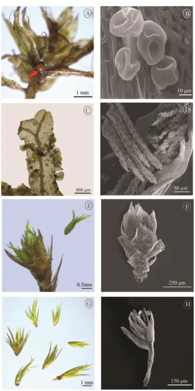 Figure 3. Types of asexual reproductive structures of bryophytes in Cangas. A-D. 