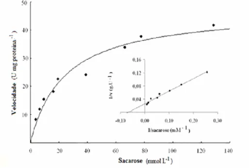 Figura 5 – Efeito da concentração de sacarose na velocidade da invertase de levedura de pão