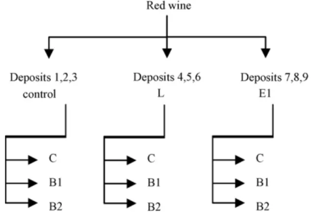 Fig. 1. Vinification scheme—C: control; L: lysocid; E: E. Rouge; B1: biolact acclimat´ee; B2: biolact acclimat´ee 4R.