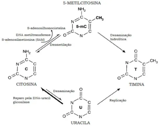 Figura 3- Vias bioquímicas para a metilação e desmetilação da citosina. 