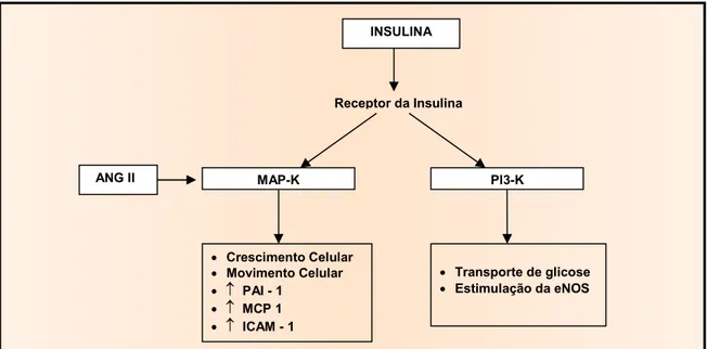 FIGURA 6 - Estimulação da via MAP-k pela ANG II no endotélio e nas células  musculares lisas vasculares