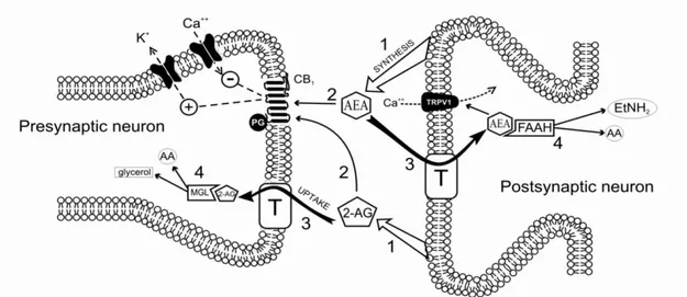 Figura  2:  Representação  esquemática  da  sinapse  endocanabinoide. 