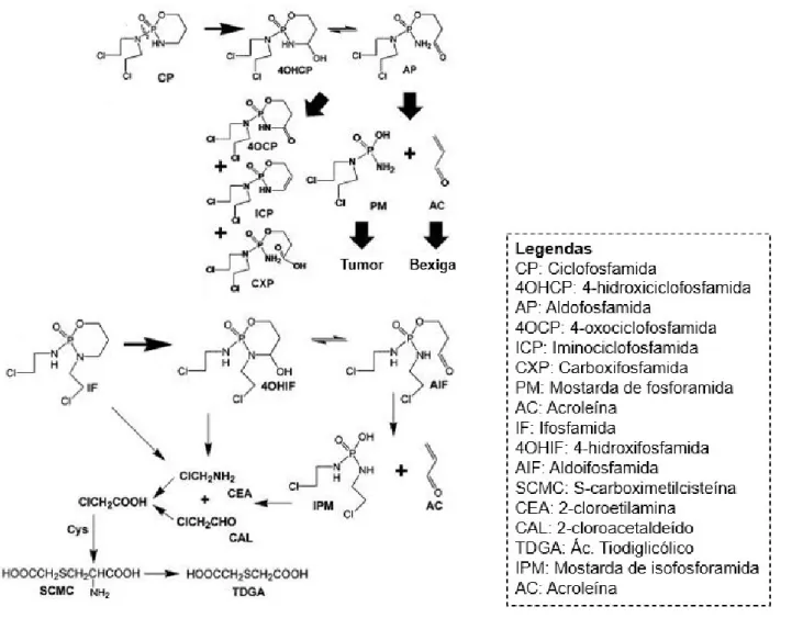 Figura 1. Ativação e metabolismo da ciclofosfamida e da ifosfamida (Adaptado de LI et al., 2010)