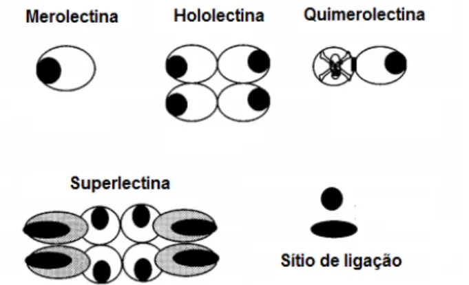 Figura  6.  Representação  esquemática  de  merolectinas,  hololectinas,  quimerolectinas  e  superlectinas  (Fonte: VAN DAMME et al., 1998)