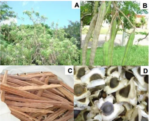 Figura 7. Moringa oleifera Lamarck. (A) Árvore de Moringa oleifera; (B) Frutos imaturos; (C) Frutos  maduros; (D) Sementes aladas (Fonte: Pereira, 2010)