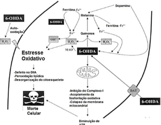 Figura 4-Mecanismo hipotético da toxicidade da 6-OHDA 