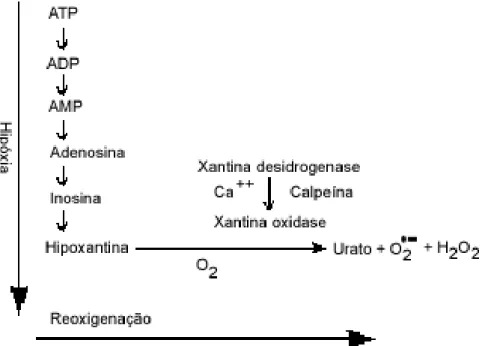 Figura 1: Mecanismo de estresse oxidativo por Isquemia e Reperfusão 