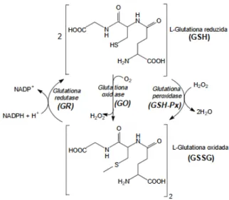 Figura 9: Reação para determinação dos níveis de glutationa reduzida (GSH) pela ação  de enzimas