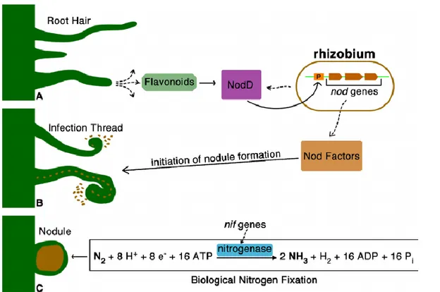 Figure  2:  illustrating  the  biological  nitrogen  fixation  and  nodulation  process    (adapted  from  Laranjo, Alexandre, &amp; Oliveira, 2014) .Legumes interact with their  bacterial symbionts, which  have the capacity to fix atmospheric nitrogen via