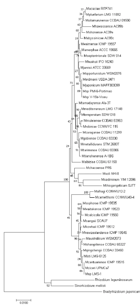 Figure 7: Phylogenetic  analysis of chickpea  rhizobia isolates and  Mesorhizobium type  strains, based on 16S  rRNA gene sequence  (alignment length  1271 bp)