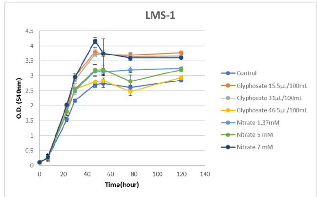 Figure 8 shows that the different concentrations of glyphosate and nitrogen sources used have  no detrimental effect on the growth of LMS-1 in liquid culture