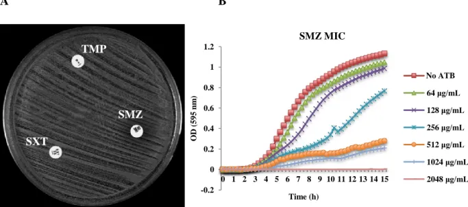 Figure 4 – Antimicrobial susceptibility testing of an isolate fully resistant to TMP, sulfonamides and  SXT  by  A)  disk  diffusion  test;  B)  MIC  determination  for  SMZ  determined  with  the  Tecan  spectrophotometer