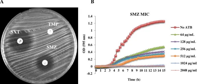 Figure 5 – Antimicrobial susceptibility testing of an isolate fully resistant to TMP and hetero-resistant  to sulfonamides and SXT by A) disk diffusion test; B) MIC determination for SMZ determined with  the Tecan spectrophotometer