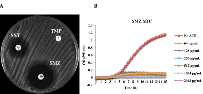 Figure 6 – Antimicrobial susceptibility testing of an isolate fully resistant to TMP, hetero-resistant to  SXT  and  susceptible  to  sulfonamides  by  A)  disk  diffusion  test;  B)  MIC  determination  for  SMZ  determined with the Tecan spectrophotomete