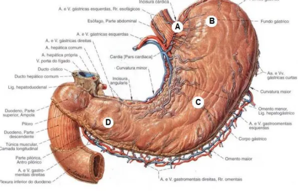 Figura 03  –  Anatômia do estômago.  (A) Incisura cárdica, (B) Fundo gástrico,  (C), Corpo gástrico, (D) Antro pilórico