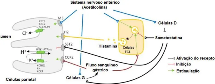 Figura  05.  Principais  mecanismos  envolvidos  na  secreção  ácida  no  estômago. A  secreção  de  ácido  clorídrico  pela  célula  parietal  requer  três  processos de transporte iônico: uma troca mediada por H + /K + -ATPase de íons  H +   intracelular