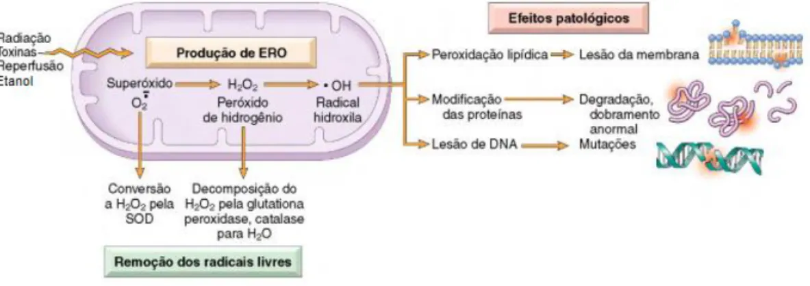 Figura 8  –  Ação das enzimas antioxidantes. A imagem abaixo exemplifica a  formação  de  espécies  reativas  de  oxigênio  e  mecanismos  antioxidantes  nos  sistemas  biológicos