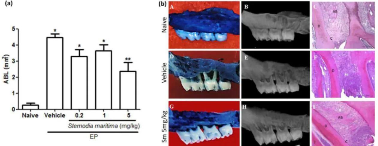 FIGURE 1. (a)  Effect of oral gavage of vehicle (saline+DMSO) and Sm extracts concentrations  on alveolar bone loss (0.2, 1 and 5 mg/kg) in experimental periodontitis