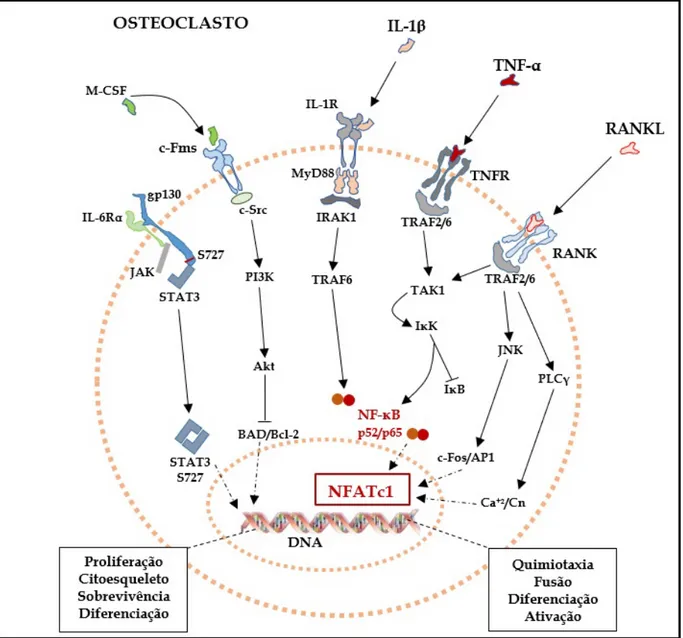Figura 2 – Vias de sinalização intracelular em pré-osteoclastos e osteoclastos 