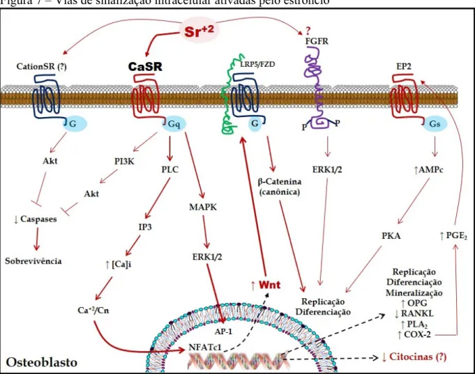 Figura 7 – Vias de sinalização intracelular ativadas pelo estrôncio 