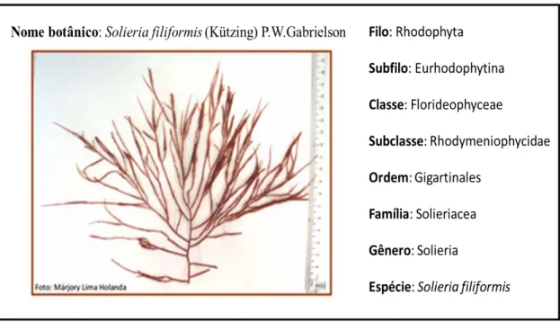 Tabela 5 - Resumo de dados da literatura para as galactanas sulfatadas de S. filiformis 