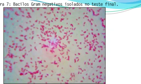 Figura 7: Bacilos Gram negativos isolados no teste final. 