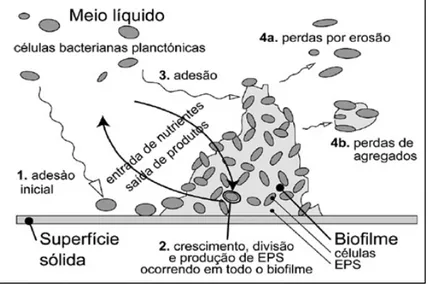 Figura 1: 1. Transporte de células livres do meio líquido para superfície sólida. 2. 