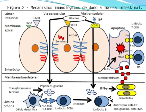 Figura 2 - Mecanismos imunológicos de dano a mucosa intestinal. 