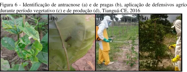 Figura 6 - Identificação de antracnose (a) e de pragas (b), aplicação de defensivos agrícolas  durante período vegetativo (c) e de produção (d), Tianguá-CE, 2016   