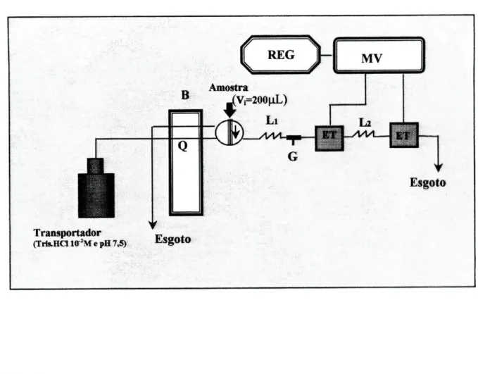 Figura 2.9.1.1-Sistema FIA utilizado na avaliação das características de resposta do  sistema de detecção potenciométrico diferencial: B-bomba peristáltica; Q-caudal do fluxo 