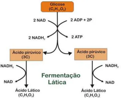 Figura 3 - Esquema da fermentação láctica. 