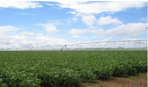 Foto  04.  Irrigação  da  soja  com  pivot  central  na  Fazenda  Cajueiro  no  Município  de  Balsas/MA 