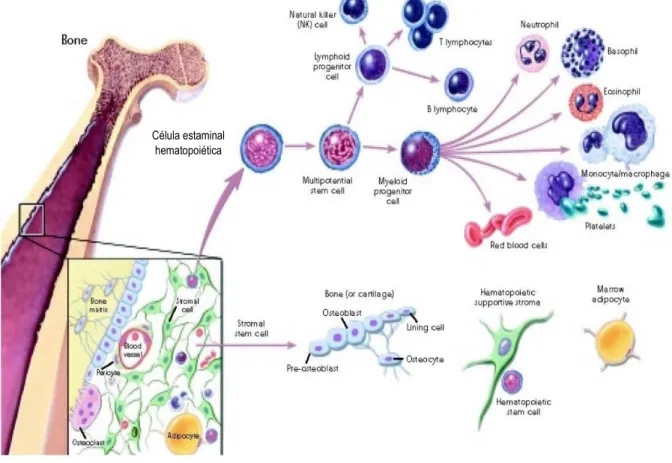 Figura 1- Diferenciação da célula hematopoiética estaminal. Retirado de (67)Célula estaminal 