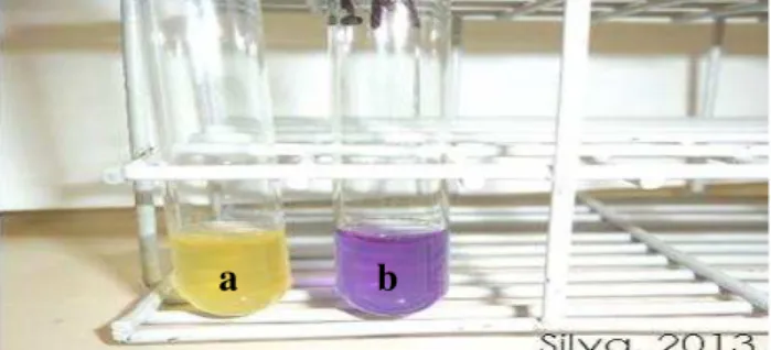 Figura 2: Teste da degradação da uréia: “a” negativo; “b” positivo 