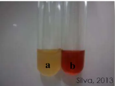 Fig. 3: Teste doVoges-Proskauer (VP): “a” negativo; “b” positivo 